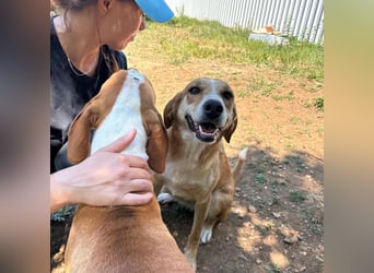 Zarte Seele Sanja sucht Für-Immer-Zuhause❤️