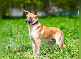Vorsichtiger Punsch sucht liebevolles Zuhause