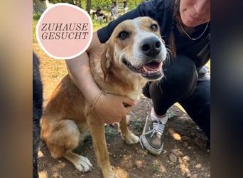 Zarte Seele Sanja sucht Für-Immer-Zuhause❤️