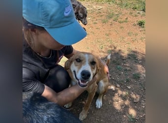 Zarte Seele Sanja sucht Für-Immer-Zuhause❤️