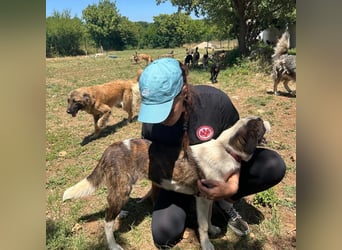 Menschenbezogene Apricot sucht ihr Zuhause ❤️