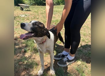 Menschenbezogene Apricot sucht ihr Zuhause ❤️