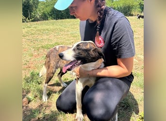 Menschenbezogene Apricot sucht ihr Zuhause ❤️