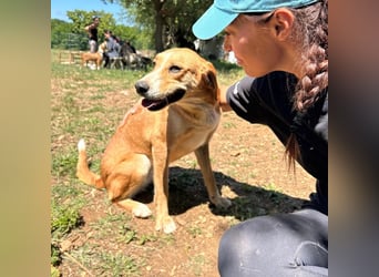 Zarte Seele Sanja sucht Für-Immer-Zuhause❤️