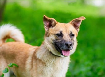 Vorsichtiger Punsch sucht liebevolles Zuhause