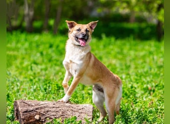 Vorsichtiger Punsch sucht liebevolles Zuhause