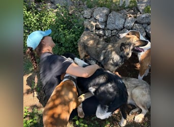 Zarte Seele Sanja sucht Für-Immer-Zuhause❤️