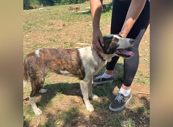 Menschenbezogene Apricot sucht ihr Zuhause ❤️