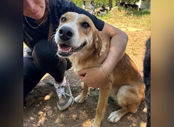 Zarte Seele Sanja sucht Für-Immer-Zuhause❤️