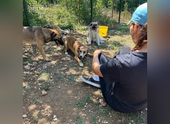 Zarte Seele Sanja sucht Für-Immer-Zuhause❤️