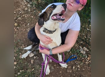 Menschenbezogene Apricot sucht ihr Zuhause ❤️