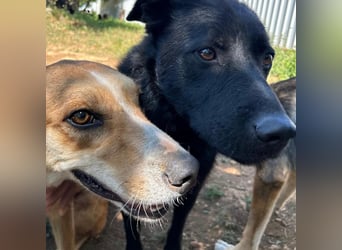 Zarte Seele Sanja sucht Für-Immer-Zuhause❤️