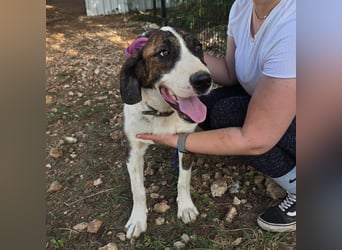 Menschenbezogene Apricot sucht ihr Zuhause ❤️