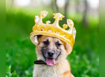 Vorsichtiger Punsch sucht liebevolles Zuhause