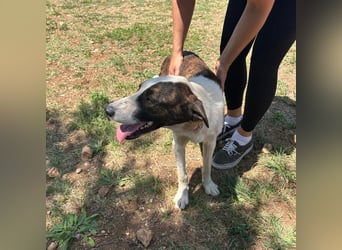 Menschenbezogene Apricot sucht ihr Zuhause ❤️