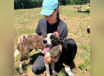 Menschenbezogene Apricot sucht ihr Zuhause ❤️