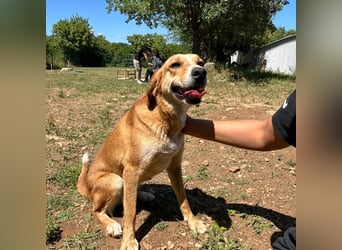 Zarte Seele Sanja sucht Für-Immer-Zuhause❤️