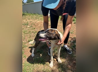 Menschenbezogene Apricot sucht ihr Zuhause ❤️