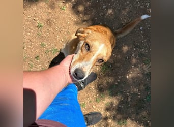 Zarte Seele Sanja sucht Für-Immer-Zuhause❤️