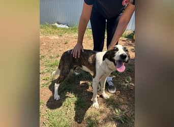 Menschenbezogene Apricot sucht ihr Zuhause ❤️