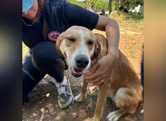 Zarte Seele Sanja sucht Für-Immer-Zuhause❤️