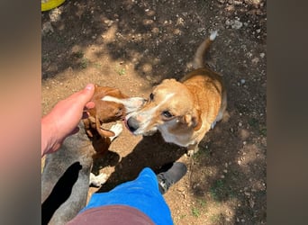 Zarte Seele Sanja sucht Für-Immer-Zuhause❤️