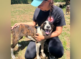 Menschenbezogene Apricot sucht ihr Zuhause ❤️