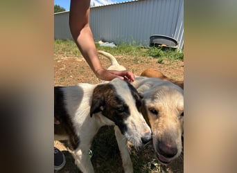 Menschenbezogene Apricot sucht ihr Zuhause ❤️