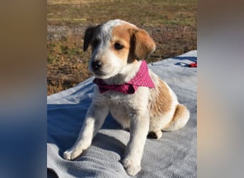 Kiba bezauberndes Hundemädel