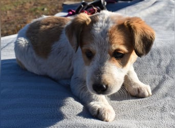 Kiba bezauberndes Hundemädel