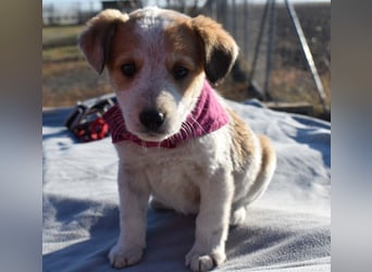 Kiba bezauberndes Hundemädel