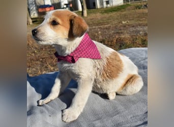 Kiba bezauberndes Hundemädel