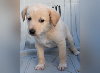 Keks - einfach nur zum anknabbern...