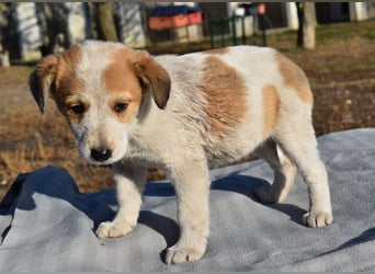 Kiba bezauberndes Hundemädel