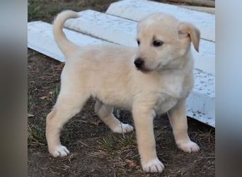 Keks - einfach nur zum anknabbern...