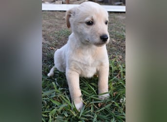 Keks - einfach nur zum anknabbern...