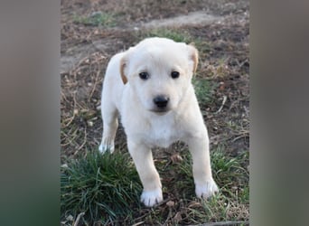 Keks - einfach nur zum anknabbern...