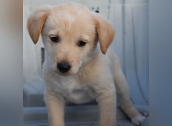 Keks - einfach nur zum anknabbern...