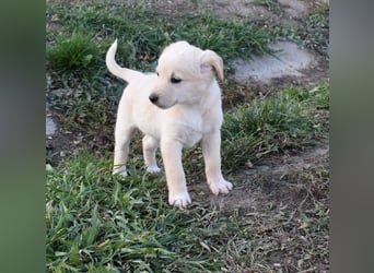 Keks - einfach nur zum anknabbern...