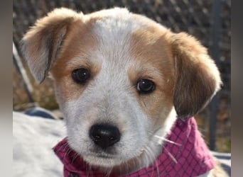 Kiba bezauberndes Hundemädel