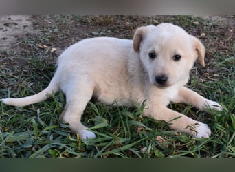 Keks - einfach nur zum anknabbern...