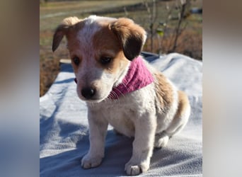 Kiba bezauberndes Hundemädel