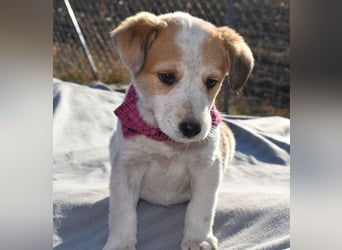 Kiba bezauberndes Hundemädel