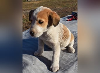 Kiba bezauberndes Hundemädel