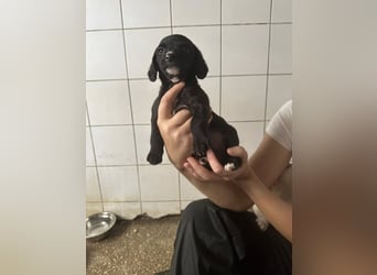 Welpenmädel ALCA sucht ihr Traumkörbchen