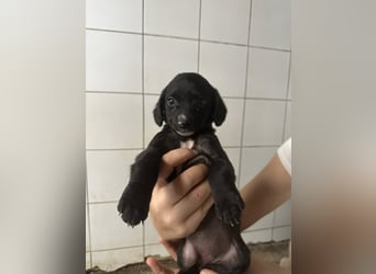 Welpenmädel ALCA sucht ihr Traumkörbchen