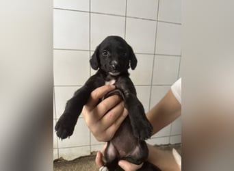 Welpenmädel ALCA sucht ihr Traumkörbchen