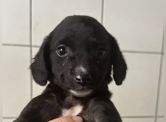 Welpenmädel ALCA sucht ihr Traumkörbchen