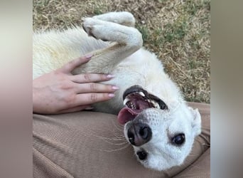 Sonnenschein Hazel - sucht ihr Glück