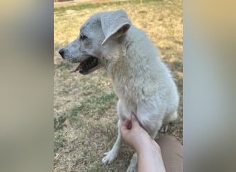 Sonnenschein Hazel - sucht ihr Glück